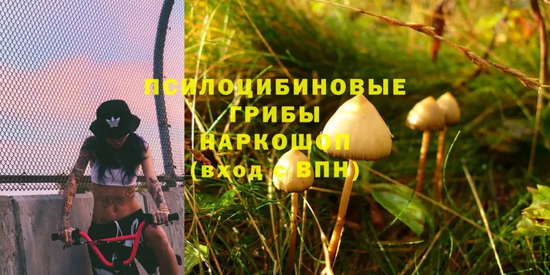 мориарти формула  Заинск  Псилоцибиновые грибы Psilocybe 