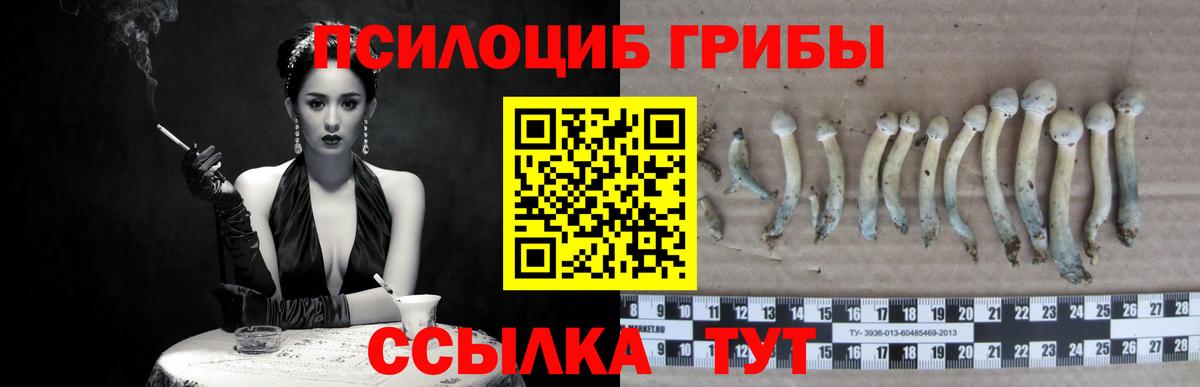 Галлюциногенные грибы Psilocybine cubensis Заинск